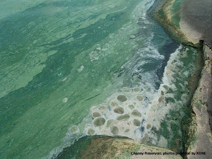 Cheney Reservoir, photos provided by KDHE 