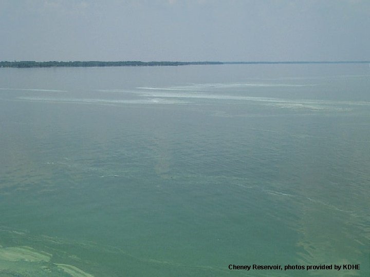 Cheney Reservoir, photos provided by KDHE 