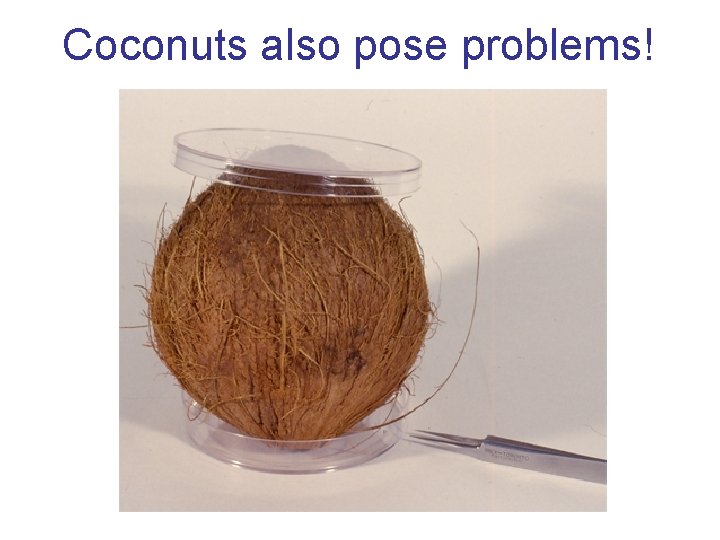 Coconuts also pose problems! 