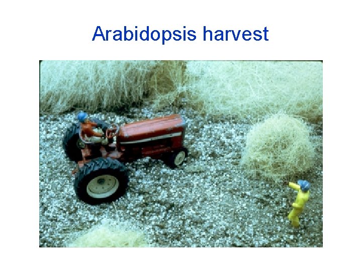 Arabidopsis harvest 