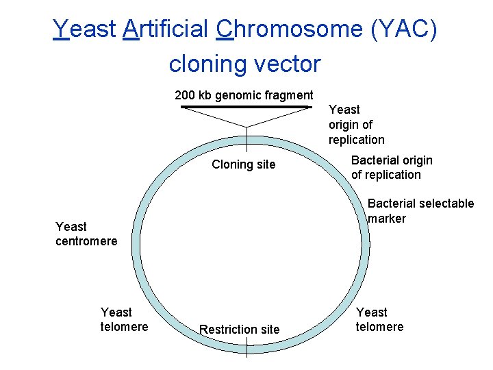 Yeast Artificial Chromosome (YAC) cloning vector 200 kb genomic fragment Yeast origin of replication