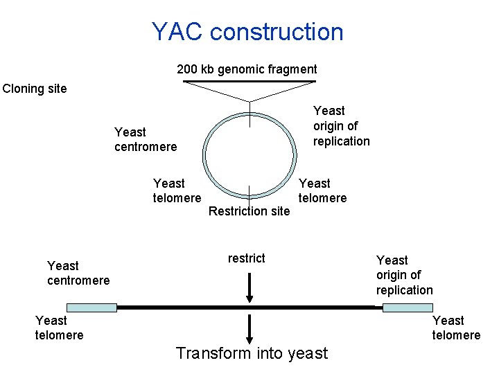 YAC construction 200 kb genomic fragment Cloning site Yeast origin of replication Yeast centromere