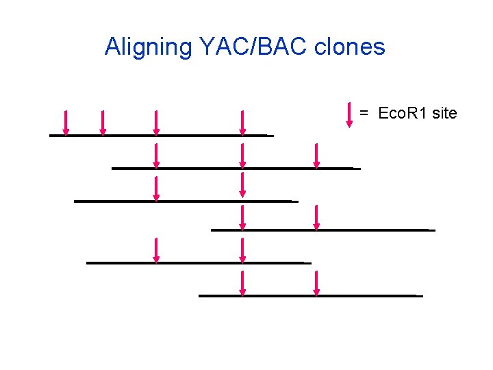 Aligning YAC/BAC clones = Eco. R 1 site 