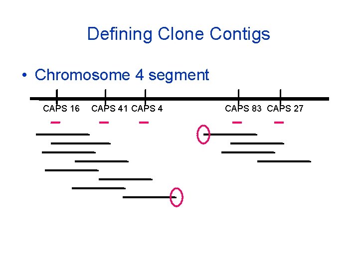 Defining Clone Contigs • Chromosome 4 segment CAPS 16 CAPS 41 CAPS 4 CAPS