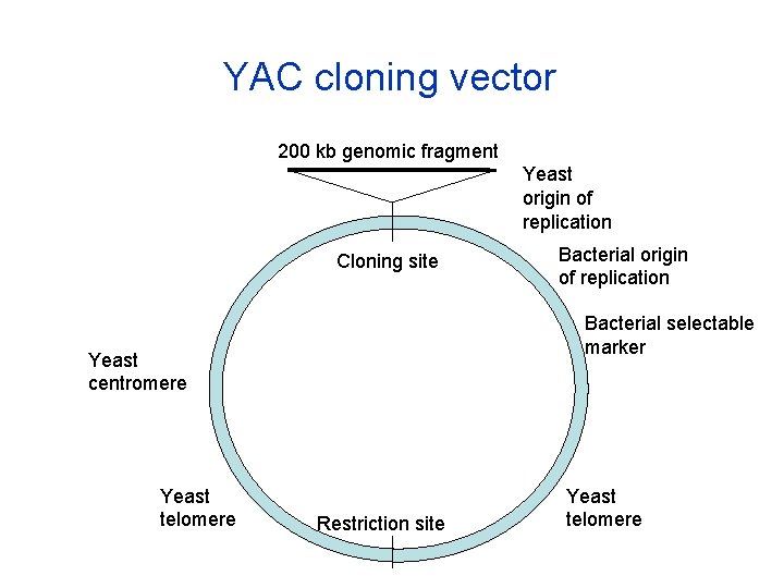YAC cloning vector 200 kb genomic fragment Yeast origin of replication Cloning site Bacterial
