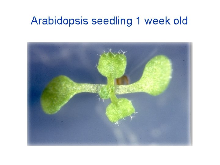 Arabidopsis seedling 1 week old 