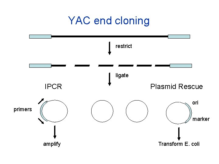 YAC end cloning restrict ligate IPCR Plasmid Rescue ori primers marker amplify Transform E.