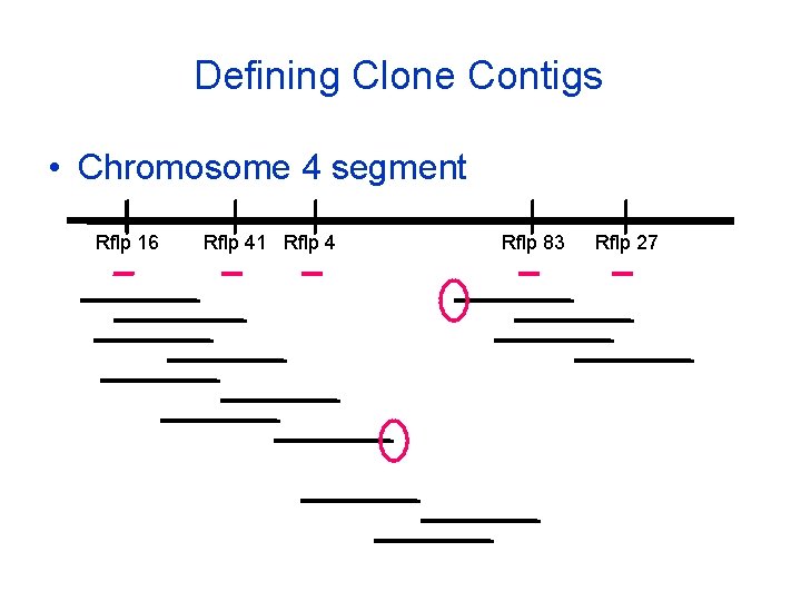 Defining Clone Contigs • Chromosome 4 segment Rflp 16 Rflp 41 Rflp 4 Rflp