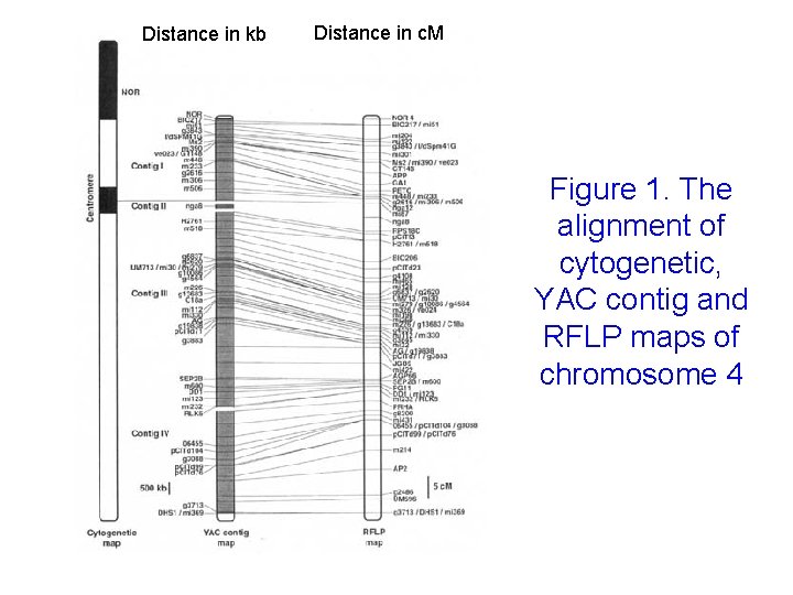Distance in kb Distance in c. M Figure 1. The alignment of cytogenetic, YAC