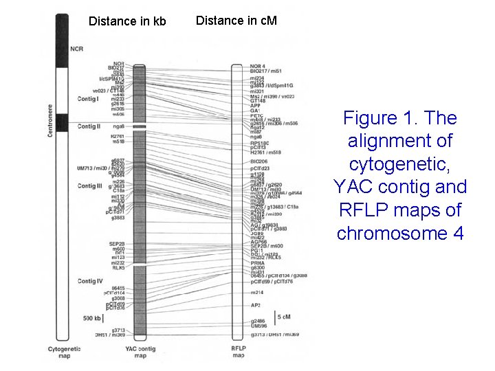 Distance in kb Distance in c. M Figure 1. The alignment of cytogenetic, YAC