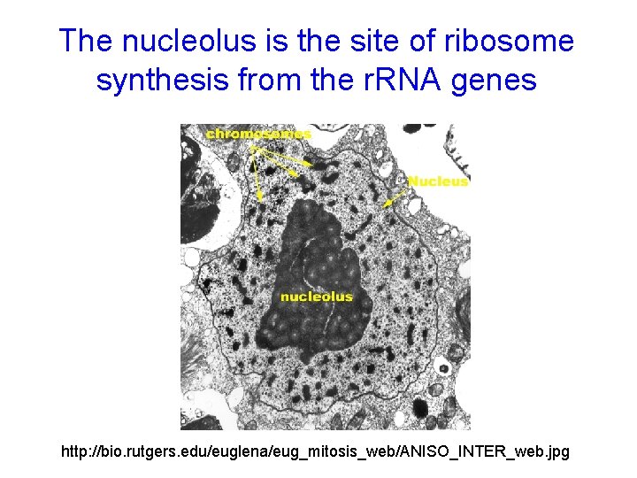 The nucleolus is the site of ribosome synthesis from the r. RNA genes http: