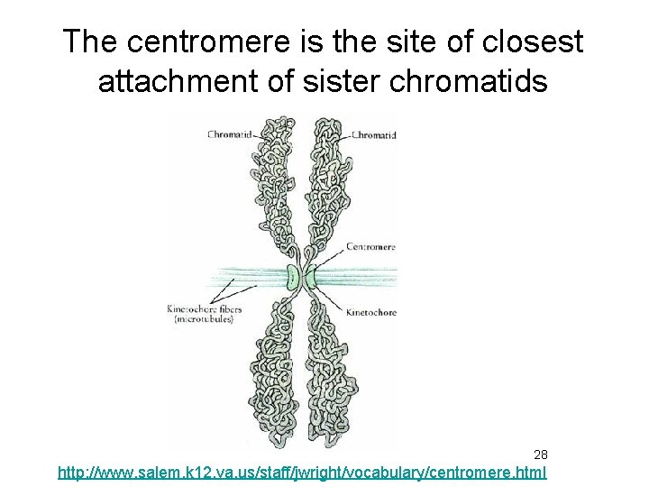 The centromere is the site of closest attachment of sister chromatids 28 http: //www.