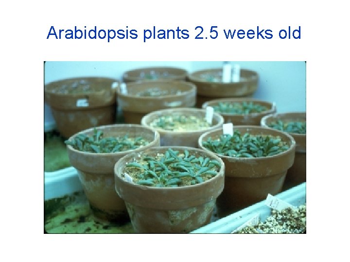 Arabidopsis plants 2. 5 weeks old 