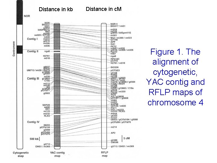 Distance in kb Distance in c. M Figure 1. The alignment of cytogenetic, YAC