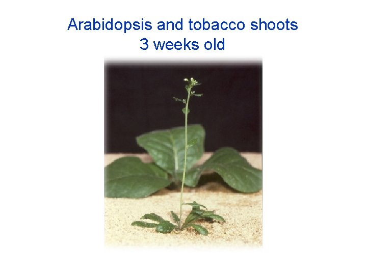 Arabidopsis and tobacco shoots 3 weeks old 