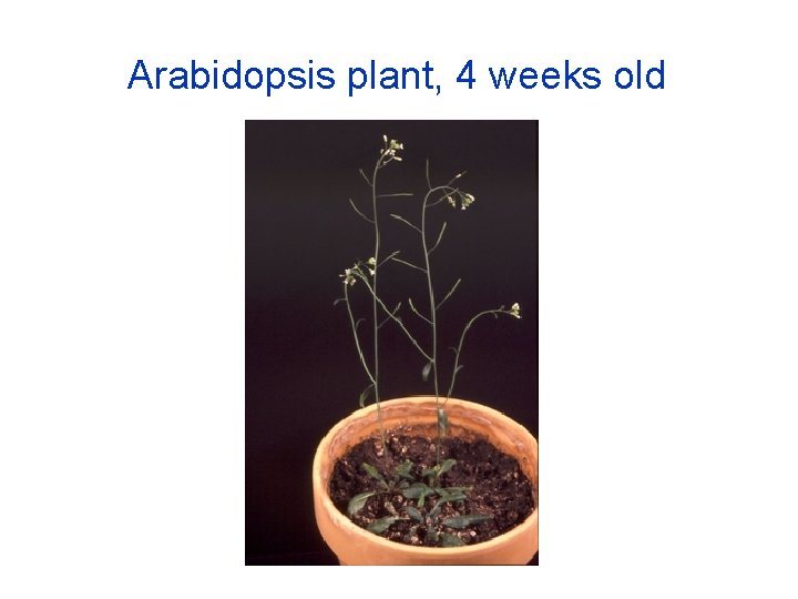 Arabidopsis plant, 4 weeks old 