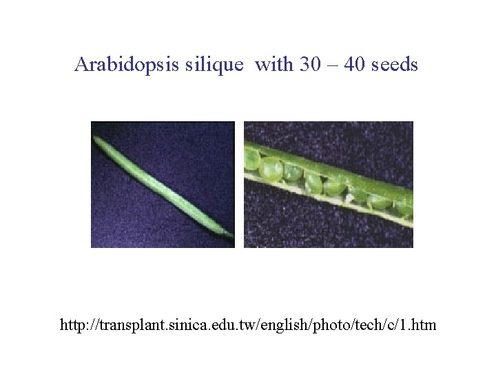 Arabidopsis silique with 30 – 40 seeds http: //transplant. sinica. edu. tw/english/photo/tech/c/1. htm 