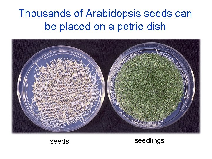 Thousands of Arabidopsis seeds can be placed on a petrie dish seeds seedlings 