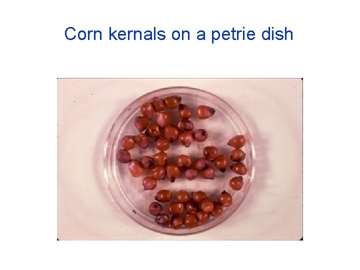 Corn kernals on a petrie dish 