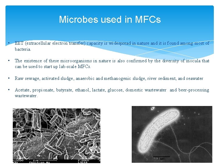 Microbes used in MFCs • EET (extracellular electron transfer) capacity is widespread in nature