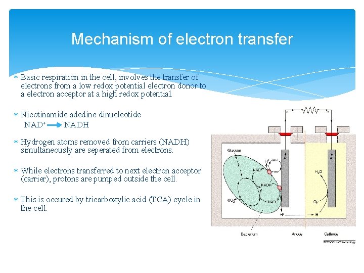 Mechanism of electron transfer Basic respiration in the cell, involves the transfer of electrons
