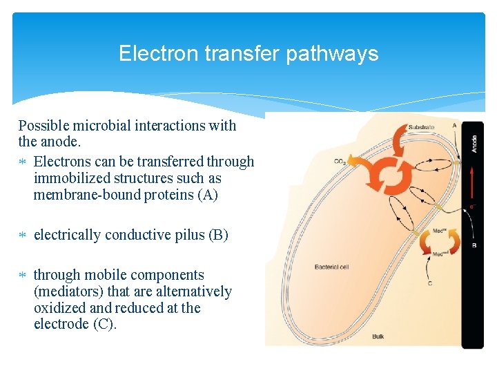 Electron transfer pathways Possible microbial interactions with the anode. Electrons can be transferred through