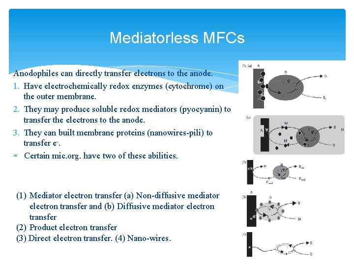 Mediatorless MFCs Anodophiles can directly transfer electrons to the anode. 1. Have electrochemically redox