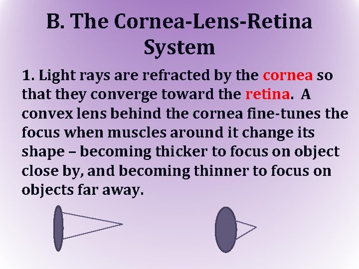 B. The Cornea-Lens-Retina System 1. Light rays are refracted by the cornea so that