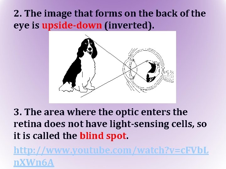 2. The image that forms on the back of the eye is upside-down (inverted).