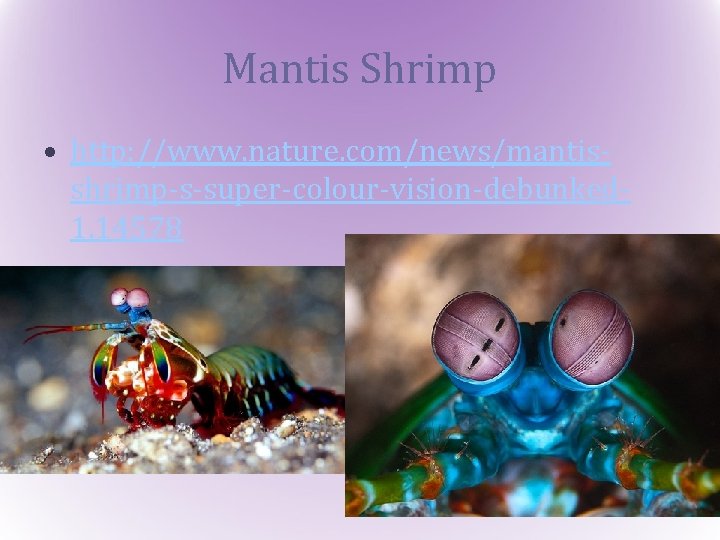 Mantis Shrimp • http: //www. nature. com/news/mantisshrimp-s-super-colour-vision-debunked 1. 14578 