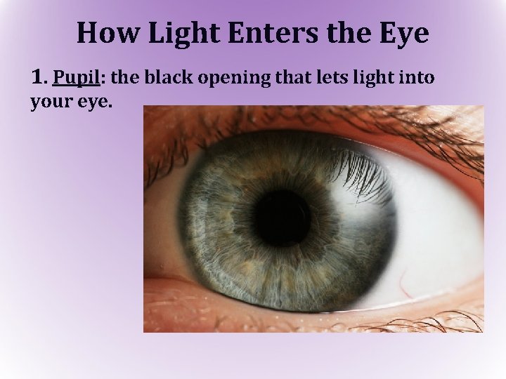 How Light Enters the Eye 1. Pupil: the black opening that lets light into