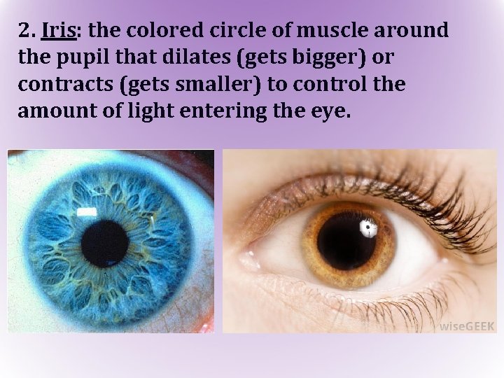 2. Iris: the colored circle of muscle around the pupil that dilates (gets bigger)