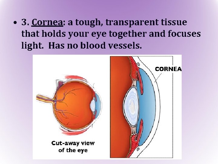  • 3. Cornea: a tough, transparent tissue that holds your eye together and