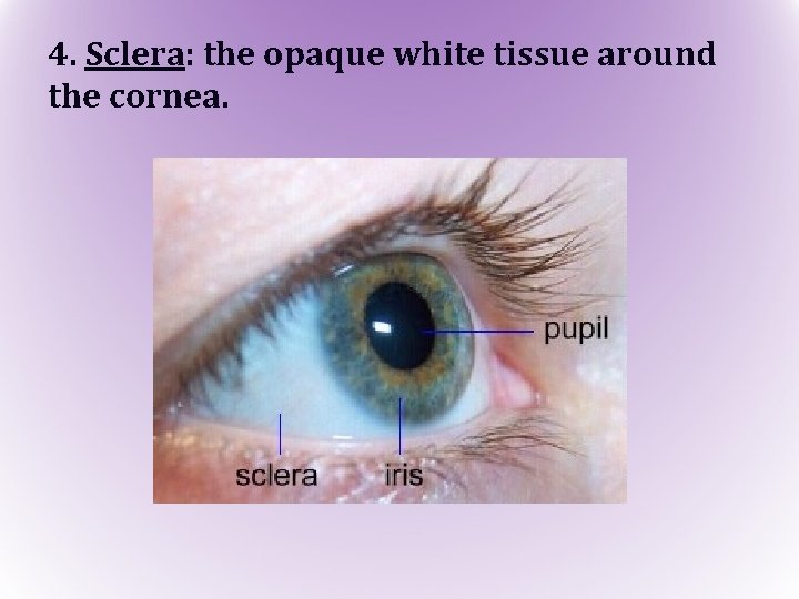 4. Sclera: the opaque white tissue around the cornea. 