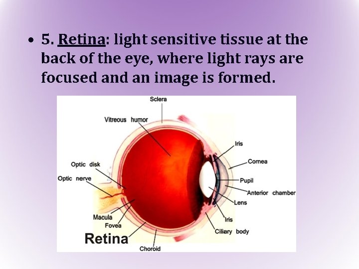  • 5. Retina: light sensitive tissue at the back of the eye, where