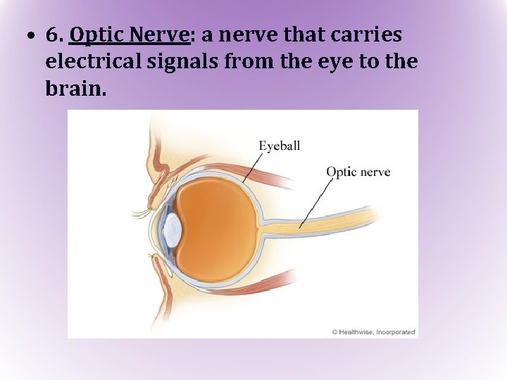  • 6. Optic Nerve: a nerve that carries electrical signals from the eye