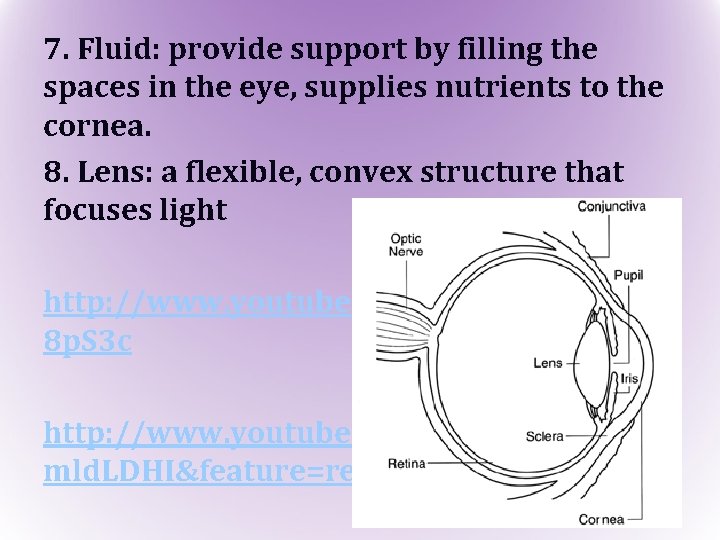 7. Fluid: provide support by filling the spaces in the eye, supplies nutrients to