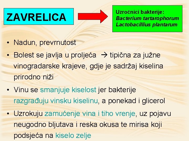 ZAVRELICA Uzročnici bakterije: Bacterium tartarophorum Lactobacillius plantarum • Nadun, prevrnutost • Bolest se javlja