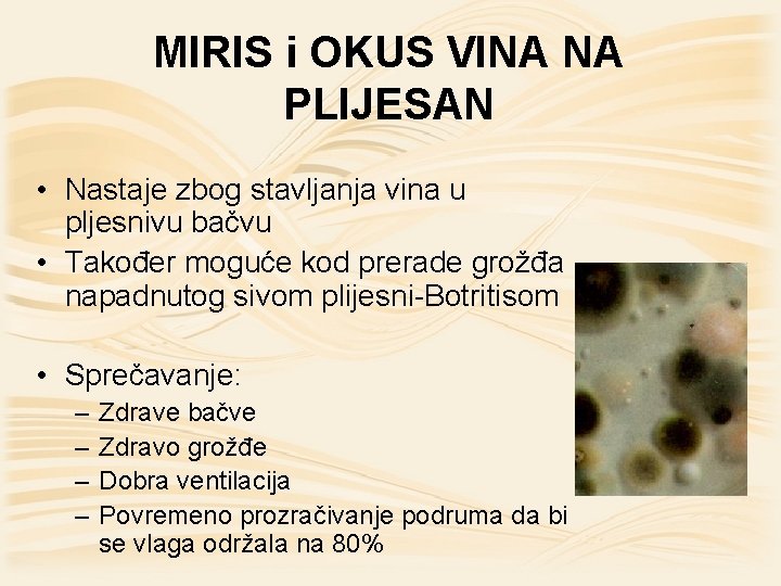 MIRIS i OKUS VINA NA PLIJESAN • Nastaje zbog stavljanja vina u pljesnivu bačvu