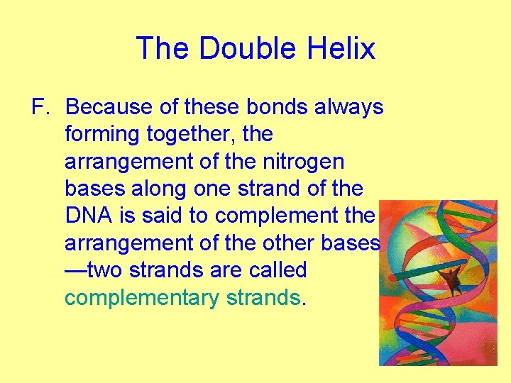 The Double Helix F. Because of these bonds always forming together, the arrangement of