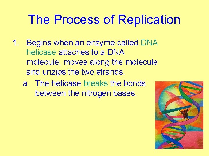 The Process of Replication 1. Begins when an enzyme called DNA helicase attaches to