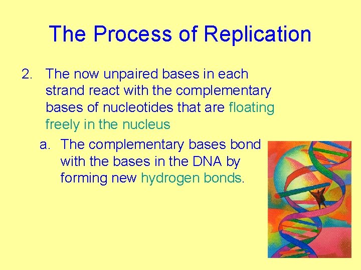 The Process of Replication 2. The now unpaired bases in each strand react with