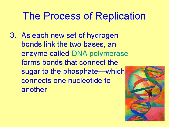 The Process of Replication 3. As each new set of hydrogen bonds link the