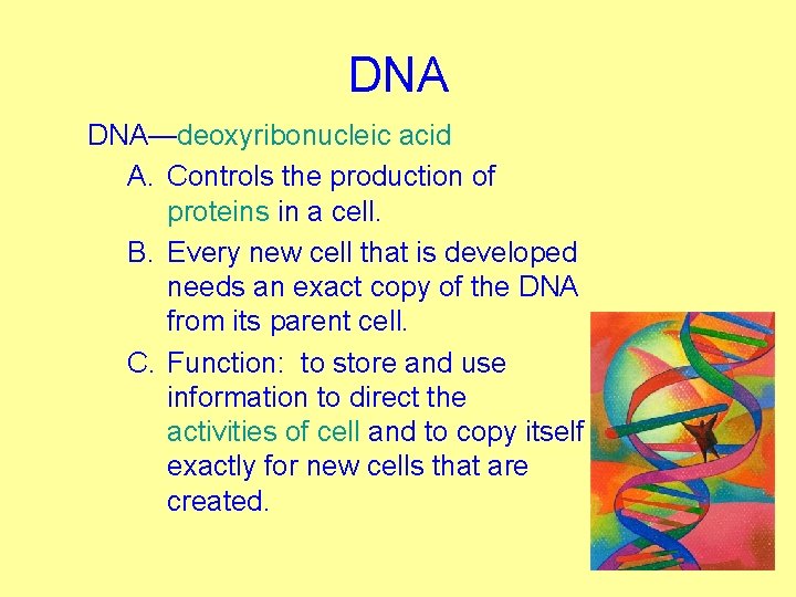 DNA DNA—deoxyribonucleic acid A. Controls the production of proteins in a cell. B. Every