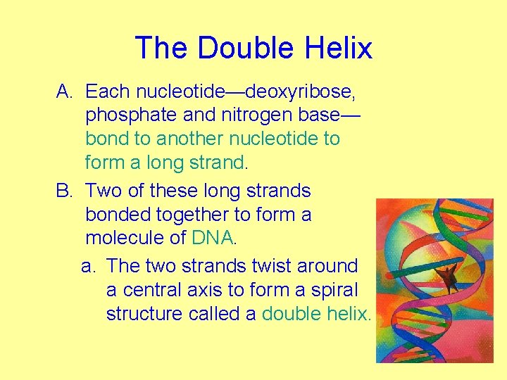 The Double Helix A. Each nucleotide—deoxyribose, phosphate and nitrogen base— bond to another nucleotide