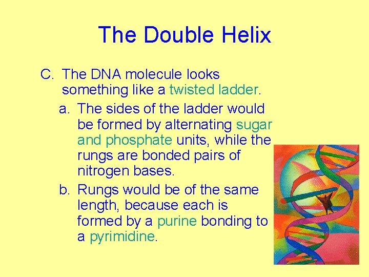 The Double Helix C. The DNA molecule looks something like a twisted ladder. a.