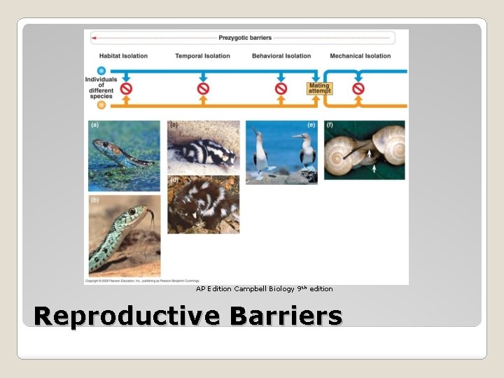 AP Edition Campbell Biology 9 th edition Reproductive Barriers 