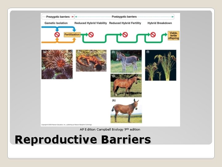 AP Edition Campbell Biology 9 th edition Reproductive Barriers 