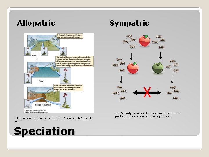 Allopatric http: //www. csus. edu/indiv/l/loom/preview%2027. ht m Speciation Sympatric http: //study. com/academy/lesson/sympatricspeciation-example-definition-quiz. html 