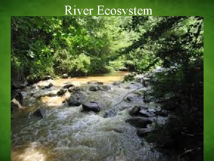 River Ecosystem 